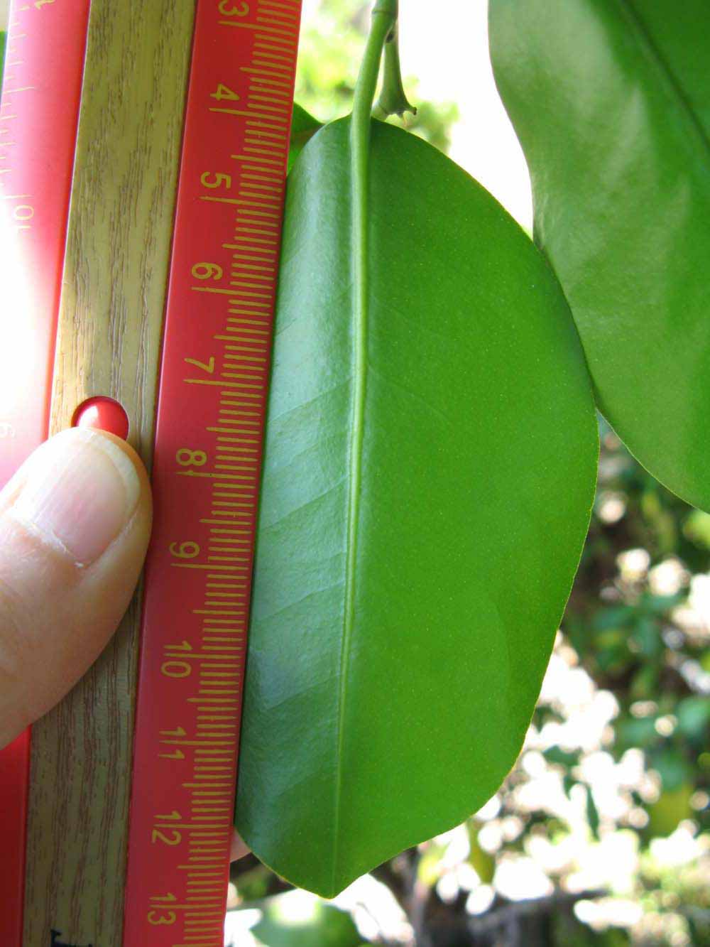              Unifoliolate leaf (Winter Haven, FL)       